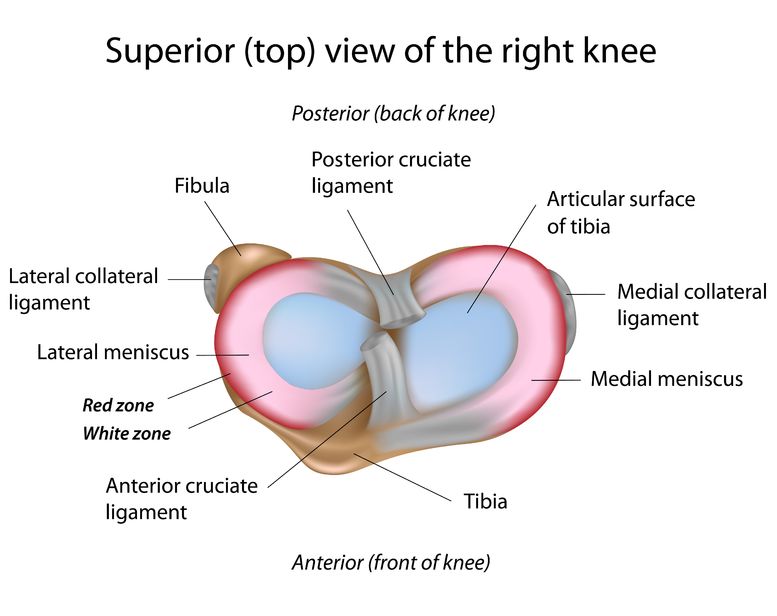 Illustrated diagram of the front of the knee joint highlighting the location of the meniscus.