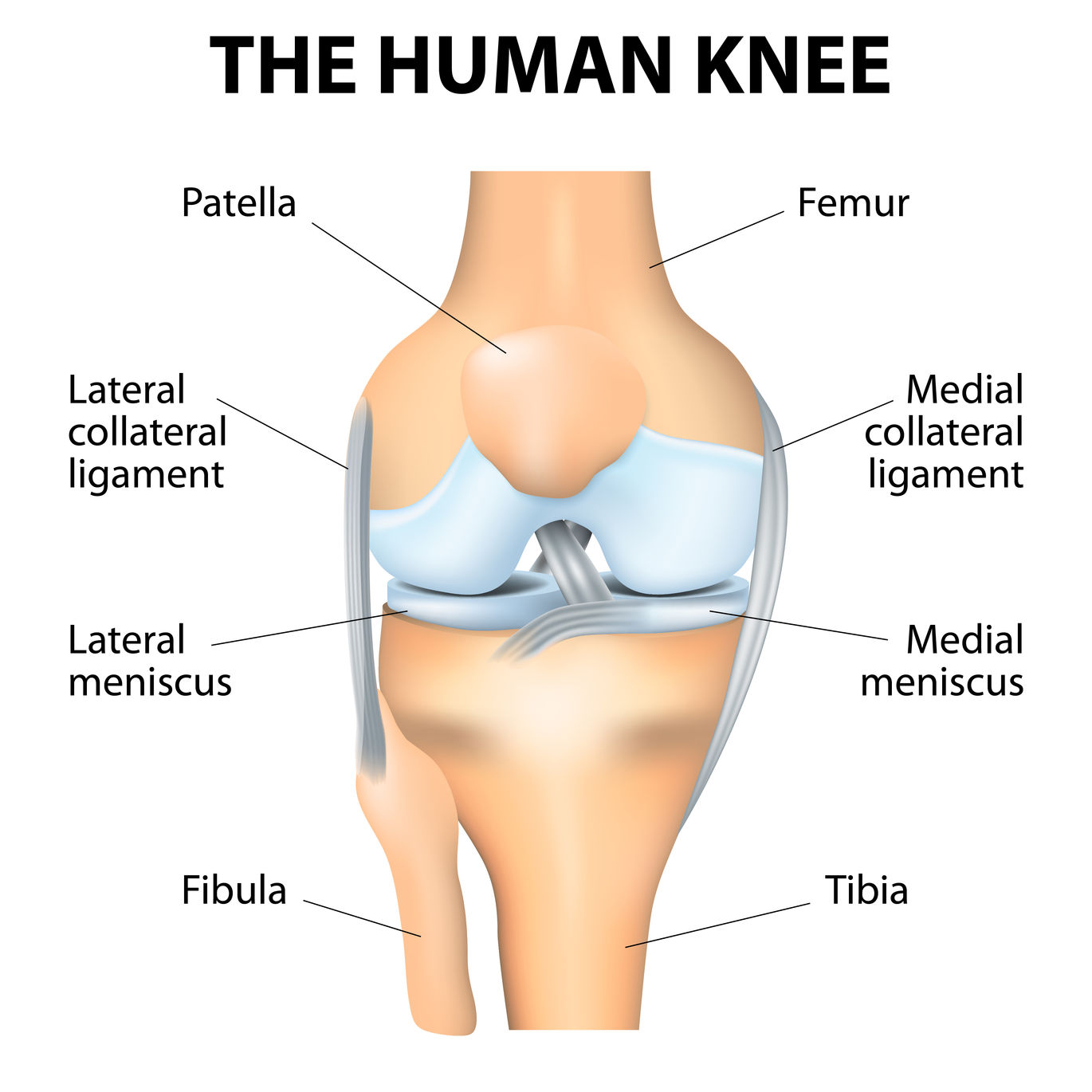 kneecap anatomy