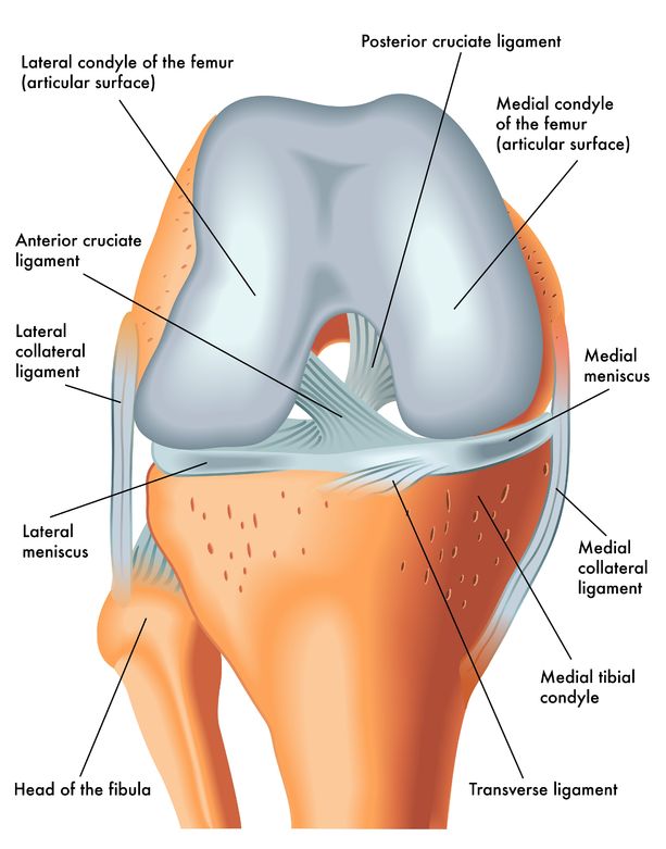 Illustrated diagram of the anatomy of the knee joint. 