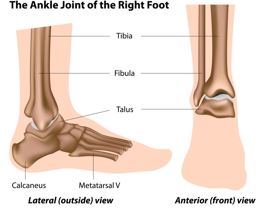 sprained-ankle-definition-anatomy-and-causes-video-jeffrey-h