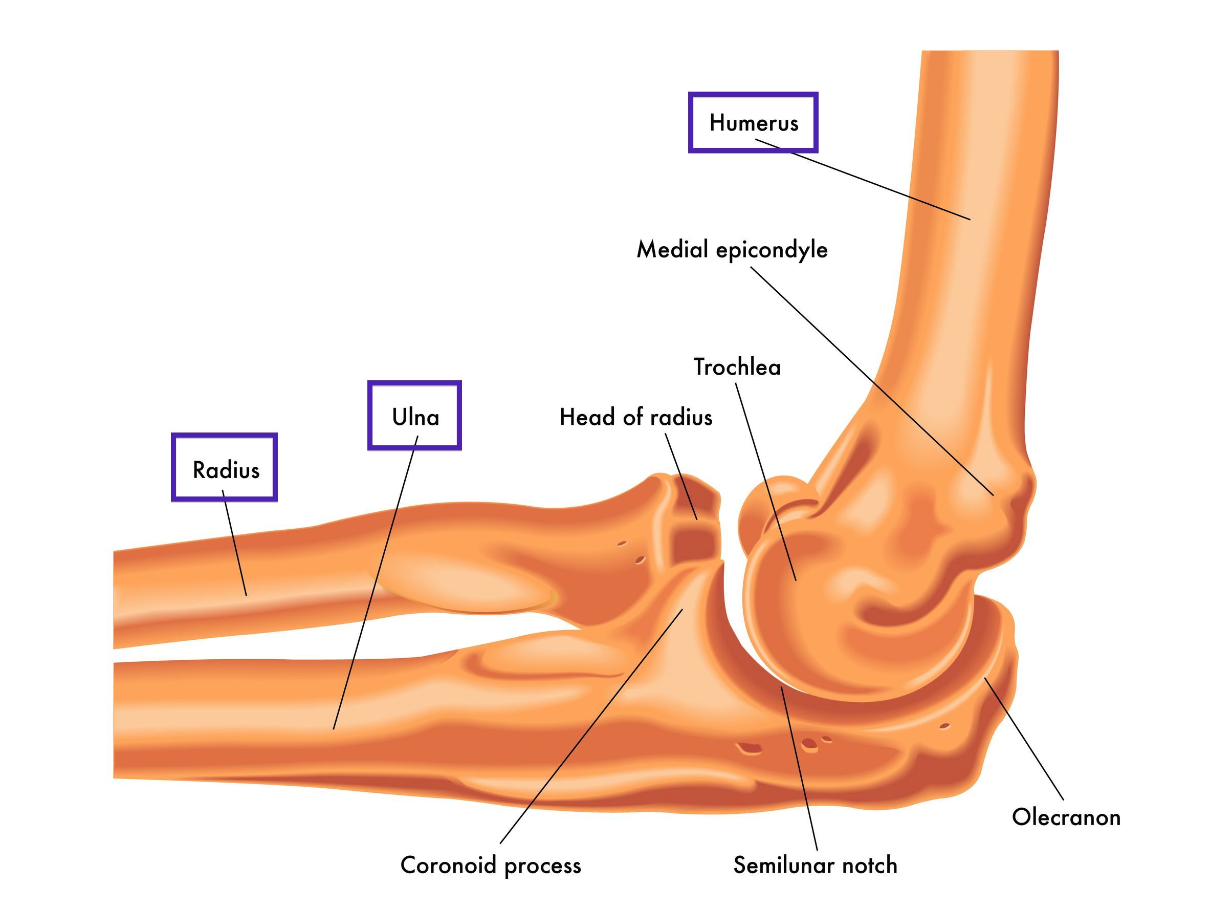 elbow bones diagram