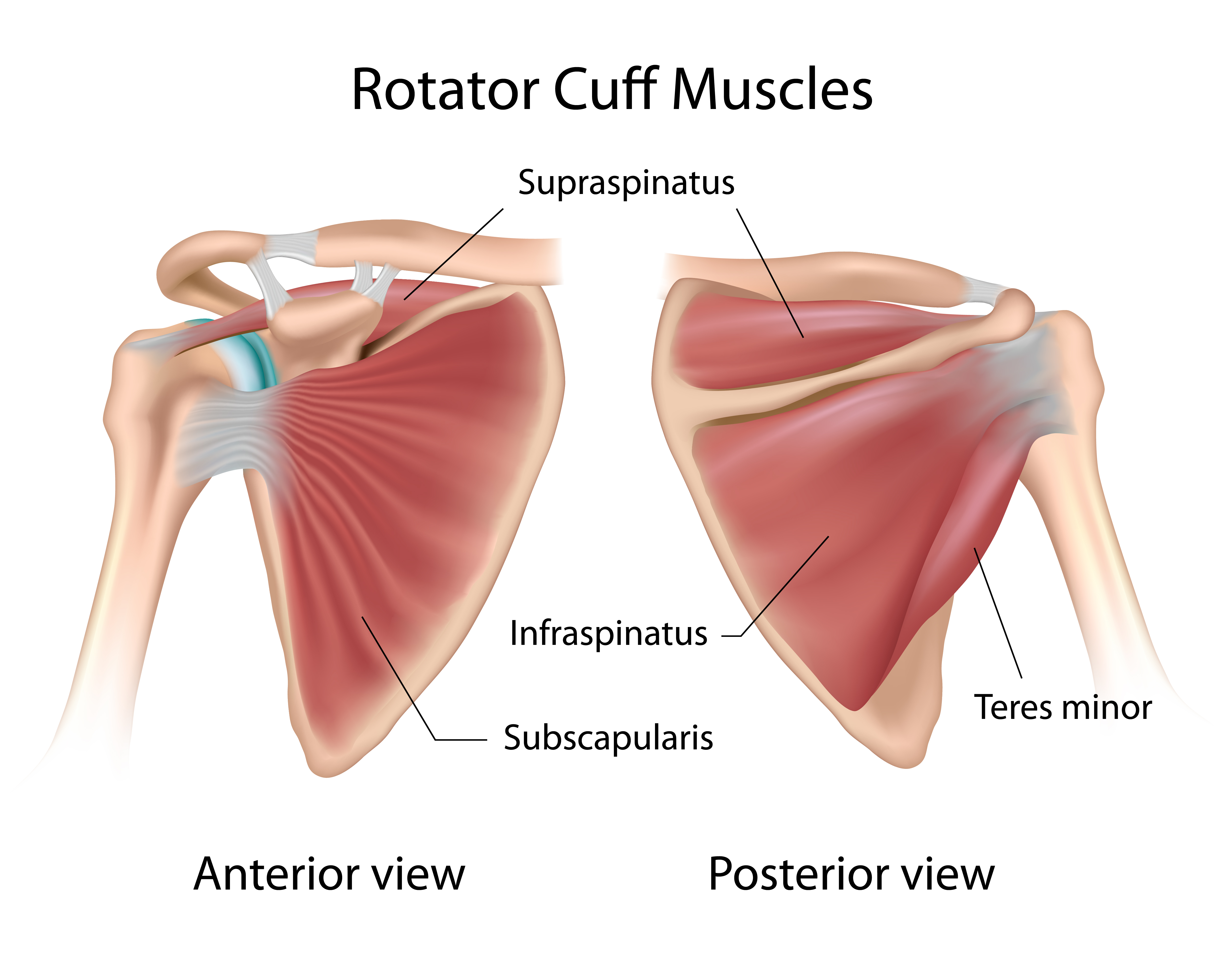 rotator cuff anatomy