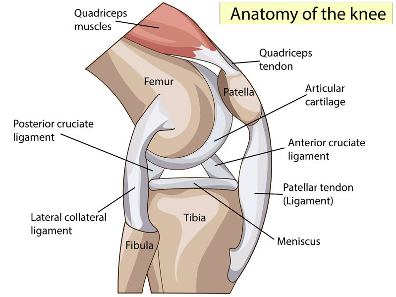 patellar tendon and ligament
