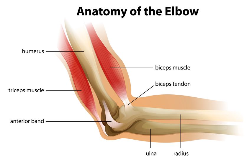 Distal Biceps Tear: What You Should Know (Video): Town Center Orthopaedic  Associates:
